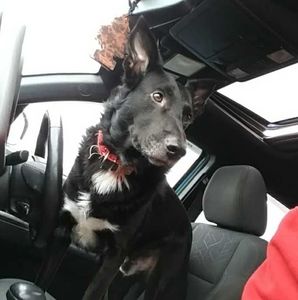 Meet your Posher, Benjamin